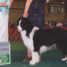 Angus - Border Collie