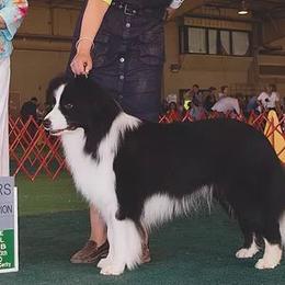 Angus - Border Collie