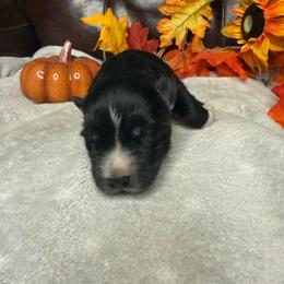 Shadow - Black and white male Siberian Husky puppy in Ravena, New York from Osiris’s Siberians & Pomskies