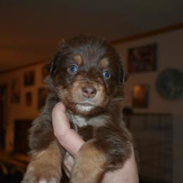 Baker - Red tri-color male Australian Shepherd puppy in Altmar, New York from E&C Australian Shepherds
