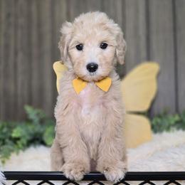 April - Apricot female Goldendoodle puppy in Woodburn, Indiana from DNLS Doodle Puppies