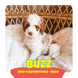 BUZZ - Parti male Goldendoodle puppy in Brookville, Pennsylvania from Woodland Mountain Doodles