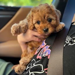 Jack-O-Lantern - Red male Cavapoo puppy in Herriman, Utah from Gypsi Doodles & Poodles LLC.