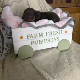 Georgia - Chocolate and tan female Dachshund puppy in Richwood, West Virginia from Wild and Wonderful Wieners