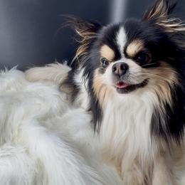 Levi - Chihuahua