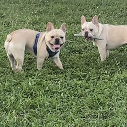 French Bulldog Puppies from Lola’s Frenchies