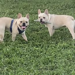 French Bulldog Puppies from Lola’s Frenchies