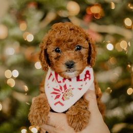 Goldendoodle and Sheepadoodle Puppies from Dooling Doodles