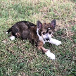 Apple - Black white and tan female Chinese Crested puppy in Rockwall (Dallas Area), Texas from Ridgelake Ranch Chinese Cresteds