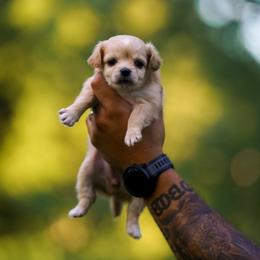 Paris - Cream and white female Chihuahua puppy in Knowlton Township, New Jersey from Augenblick Kennels