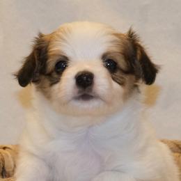 Papillon Puppies from Papillons in the Pines