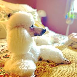 Mims - Poodle