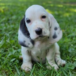 Weedle - Black white and tan male Basset Hound puppy in Lebanon, Ohio from Golden Acres D & B