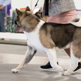 Akita from Cj's Sho-Me Akitas