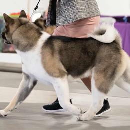 Akita from Cj's Sho-Me Akitas