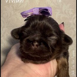 Vivian - Red female Shih Tzu puppy in Beatrice, Nebraska from I Shih Tzu Not Puppies