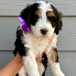 Bernedoodle Puppies from Suncrest Doodles