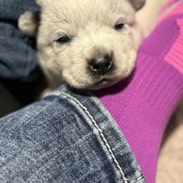 Bacardi - Blue speckled Australian Cattle Dog puppy in Ellensburg, Washington from Boondock Bandits