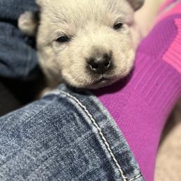 Bacardi - Blue speckled Australian Cattle Dog puppy in Ellensburg, Washington from Boondock Bandits