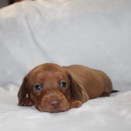 Megalodon - Red male Dachshund puppy in Lebanon, Tennessee from Thomas Dachshunds