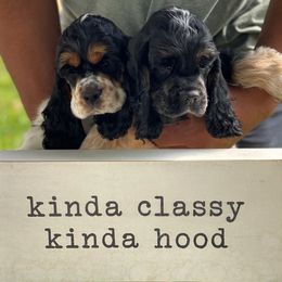 Cocker Spaniel Puppies from Troy’s Cockers
