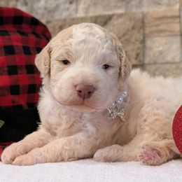 Opal - Off-white female Lagotto Romagnolo puppy in West Jordan, Utah from Salt Lake Lagotto