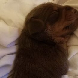 Dachshunds from BooneDox