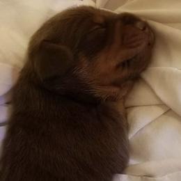 Dachshunds from BooneDox