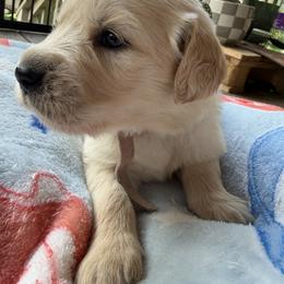 Ms. Light Pink - Golden female Golden Retriever puppy in Vesuvius, Virginia from South River Retriever's