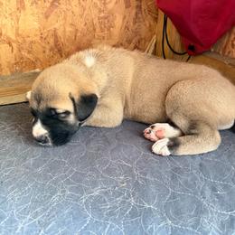Boy 3 - Fawn male Anatolian Shepherd Dog puppy in Avon Park, Florida from Sandy Pines Homestead
