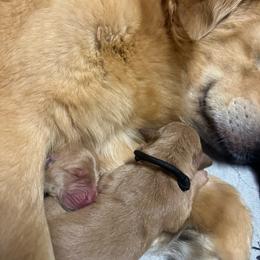 Pink Collar - Golden female Golden Retriever puppy in Tulsa, Oklahoma from Triple J Goldens, LLC