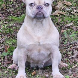 Amethyst - French Bulldog
