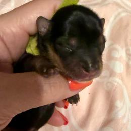 Grayson - Black and tan male Yorkipoo puppy in Tangipahoa County, Louisiana from Riche’ Louisiana Yorkies