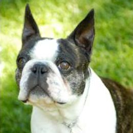 Boston Terriers from Alice Charette's Boston Terriers