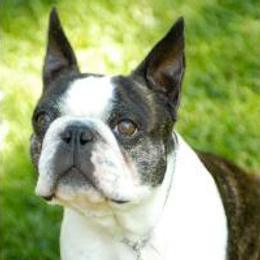 Boston Terriers from Alice Charette's Boston Terriers