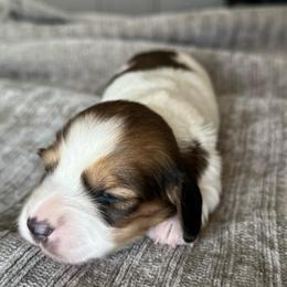 Girl 2 - Piebald female Dachshund puppy in Allenhurst, Georgia from B’s Dapper Dachshunds