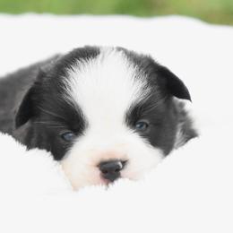 Tide - Black & white male Miniature Australian Shepherd puppy in Chickasha, Oklahoma from Rustic Lace