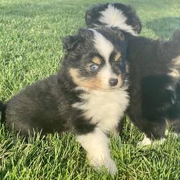 Toy Australian Shepherd Puppies from Kickapoo Creek Aussies