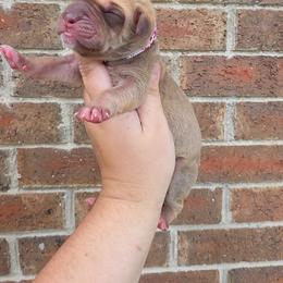 Snitch - Chocolate male Great Dane puppy in Arlington, Texas from Scoober Danes