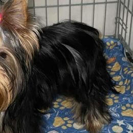 Yorkshire Terriers from Granny's yorkshire Terrier Modesto California