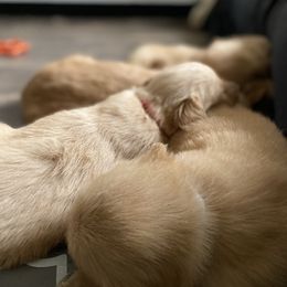 Golden Retriever Puppies from Hearth & Homestead