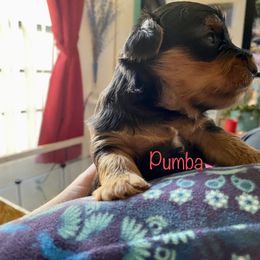 Yorkshire Terrier Puppies from Cutest AKC AZ Yorkies