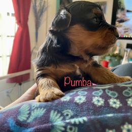 Yorkshire Terrier Puppies from Cutest AKC AZ Yorkies
