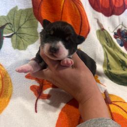 Rue - Black tri-color female Australian Shepherd puppy in Mcmillan, Michigan from Hall-N-Auss Australian shepherds