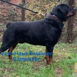 Rottweilers from Vom Haus Faulkner Rottweiler