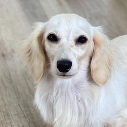 Marigold - Dachshund