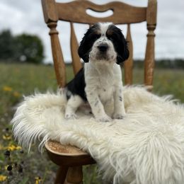 English Springer Spaniel Puppies from Currahee Fields Springers