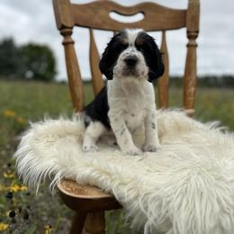 English Springer Spaniel Puppies from Currahee Fields Springers