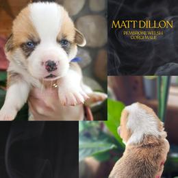 Matt Dillon - Red male Pembroke Welsh Corgi puppy in Fortine, Montana from North Star Pembroke Welsh Corgi's