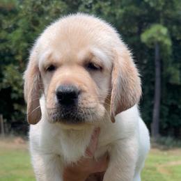 Cedar - Yellow male Labrador Retriever puppy in Texas from Belle Rose Labradors